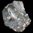 Iridescent Discoscaphites Ammonite - South Dakota #38970-1